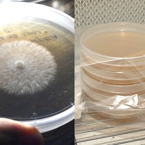 5 Stück mit Parafilm vorgegossene Agarplatten AME für die Pilzzucht