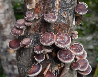 Shiitake Mushroom Plug Spawn - 50 deuvels