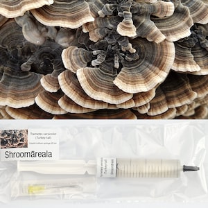 Trametes versicolor (Truthahnschwanz) - Flüssigkultur Spritze 20 ml