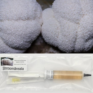 Hericium erinaceus (crinière de lion) - Seringue de culture liquide 20 ml