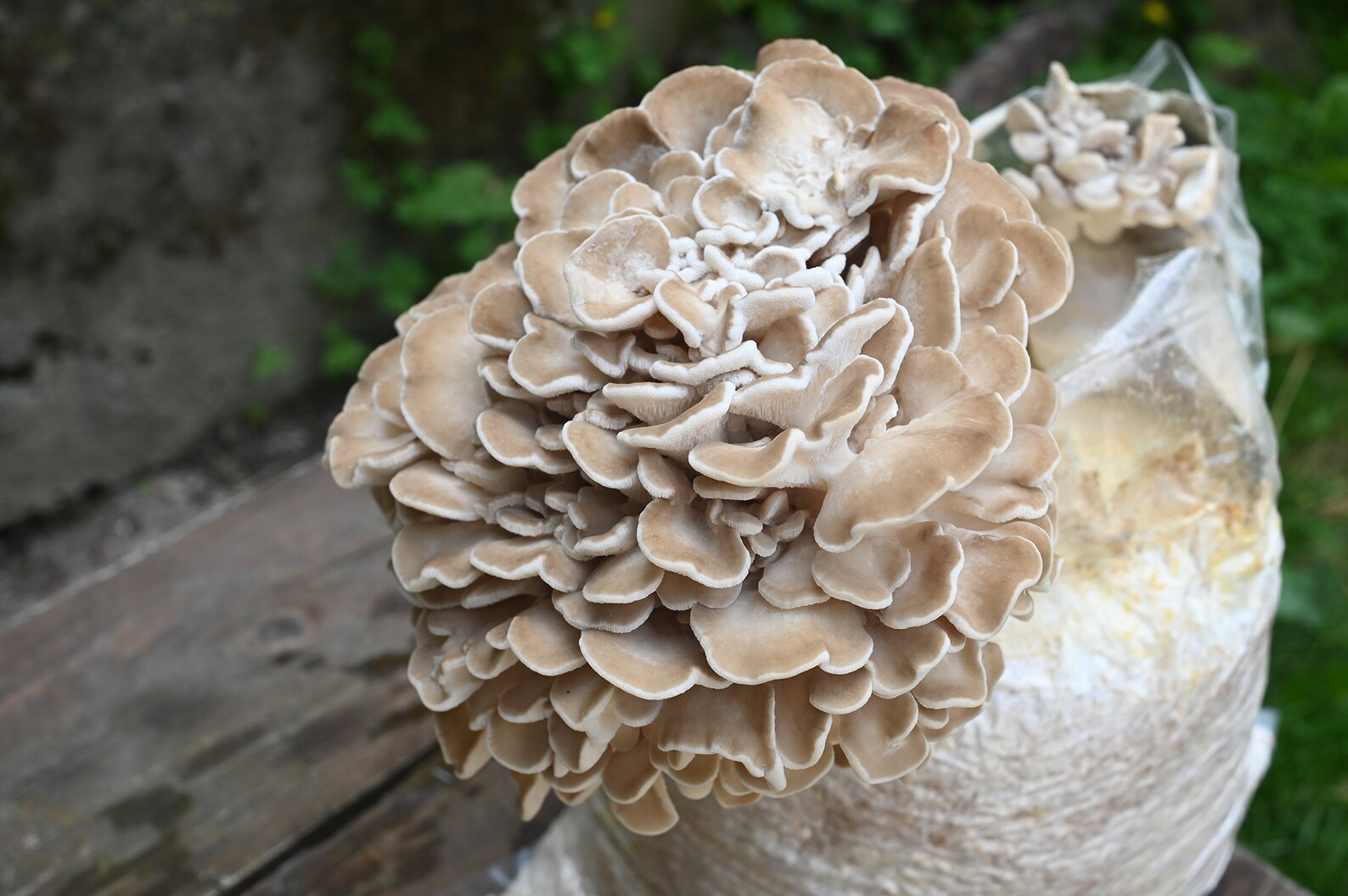 Grifola frondosa Maitake seringue de culture liquide 20 ml Etsy France