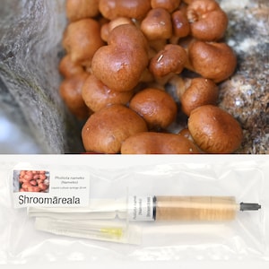 Pholiota nameko (Nameko) - liquid culture syringe 20 ml