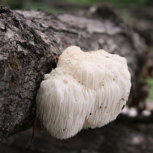 Könnte beinhalten: Ein weißer, pilzähnlicher Pilz, der auf einem Baumstamm wächst. Der Pilz hat eine weiche, flauschige Textur und ist in Form eines großen, unregelmäßigen Klumpens.