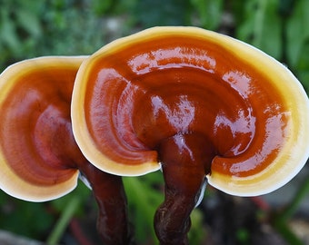 Reishi Mushroom Plug Spawn - 50 deuvels