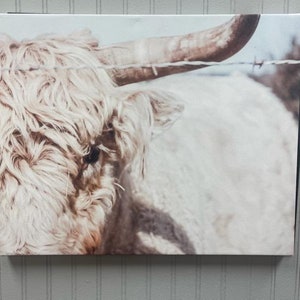 Highland Cow Canvas