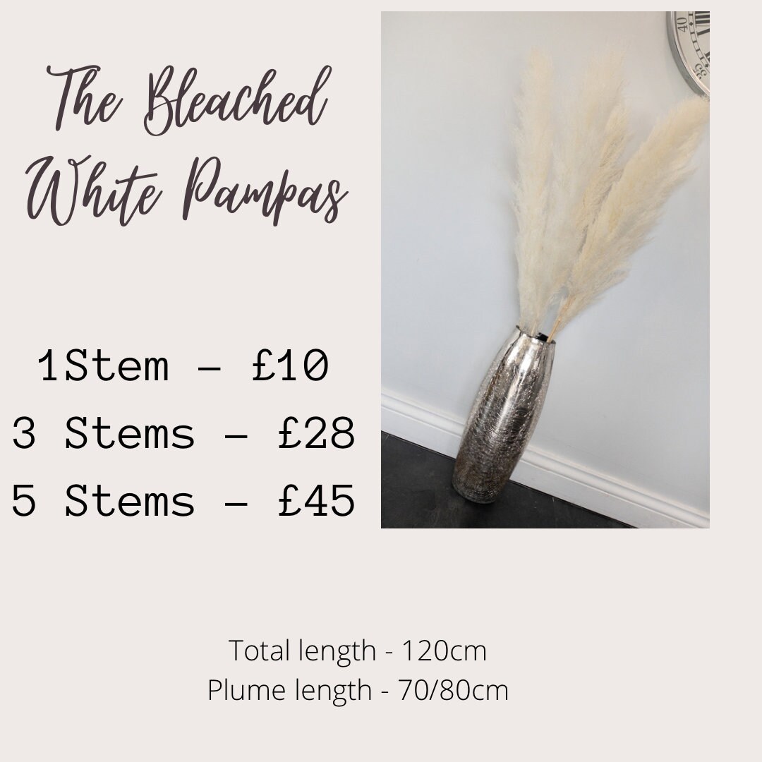 Bleach White Pampas Grass 120cm Etsy UK