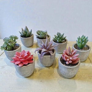 May include: A collection of small potted succulents in shades of green, red, and purple. The plants are displayed in grey, textured pots, arranged on a light-coloured wooden surface. The image presents a variety of succulent types.