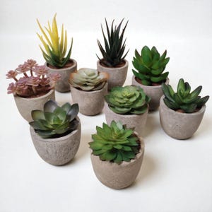 May include: Nine small potted succulents in shades of green, yellow, and purple. The plants are in small, round, grey concrete-style pots. The arrangement is on a white surface.