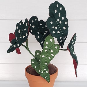 Felt Polka Dot Plant, Angel Wing Begonia,  Maculata Wightii, fabric houseplant, textile plant, handmade, decor potted plant