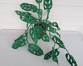 Felt Swiss Cheese Plant, Faux Monstera Adansonii, fabric houseplant, textile plant, handmade, decor potted plant