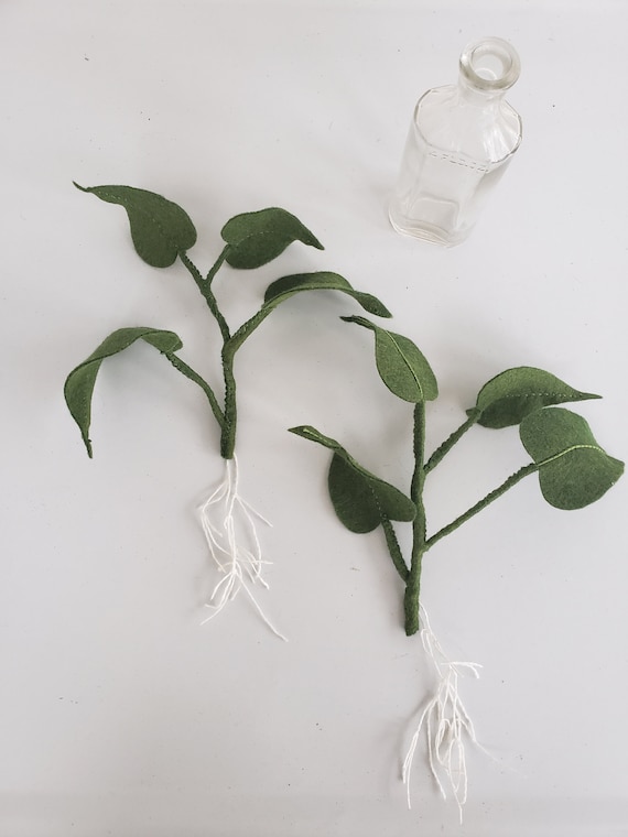plant pachira Money Tree main image 0