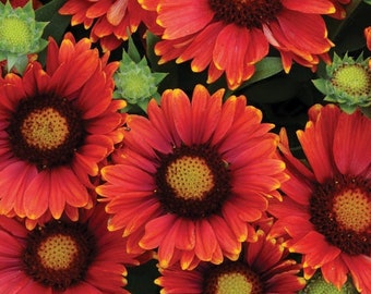 Giallardia Blanket Flower Garden Seeds 100+ Free Shipping within USA