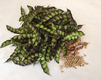 Organic Pigeon Pea Seeds