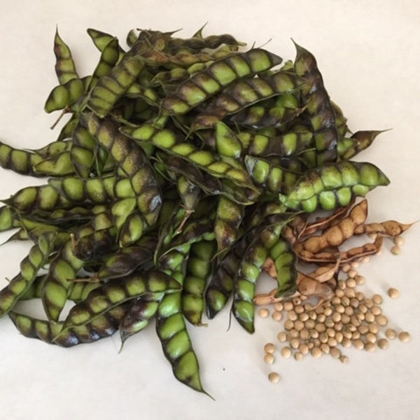 Organic Pigeon Pea Seeds