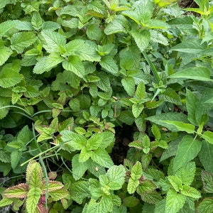 May include: A close-up of a patch of green lemon balm growing in a garden. The leaves are lush and vibrant, with a slightly textured surface.