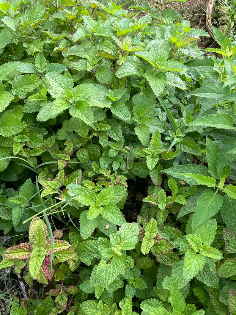 May include: A close-up of a patch of green lemon balm growing in a garden. The leaves are lush and vibrant, with a slightly textured surface.