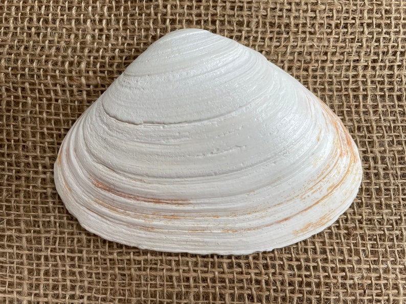 Map or NOAA Chart Shells Gilded and Decoupaged Natural Clam - Etsy