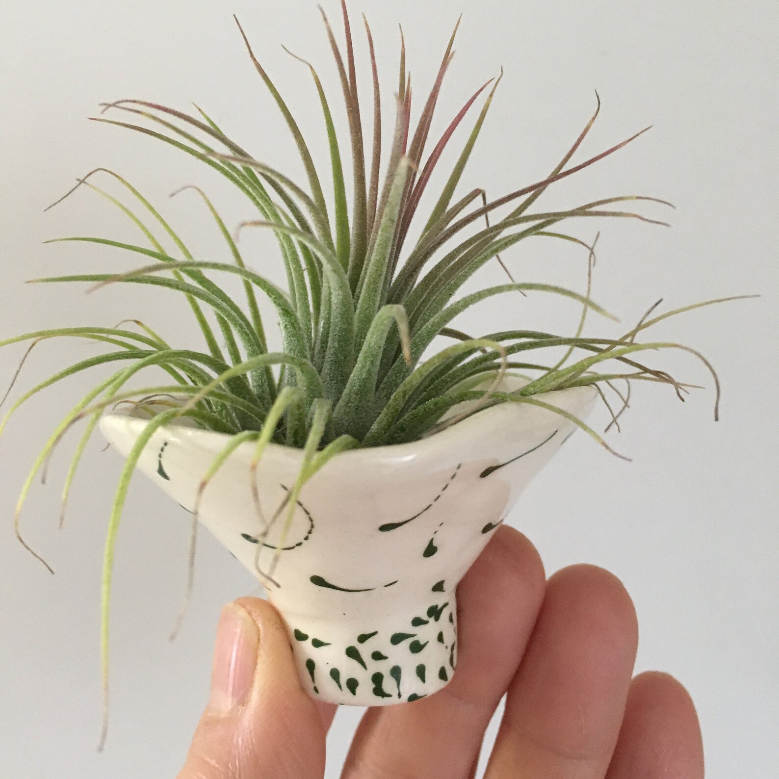 Little handmade ceramic pot with a living air plant. Etsy