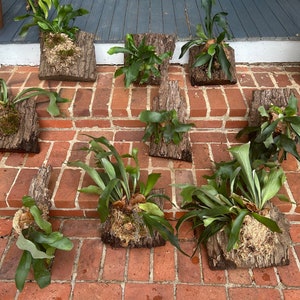 Mounted Staghorn Fern