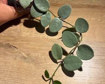 Unrooted Fresh Cutting Mathilde “grey Fairy” - Etsy