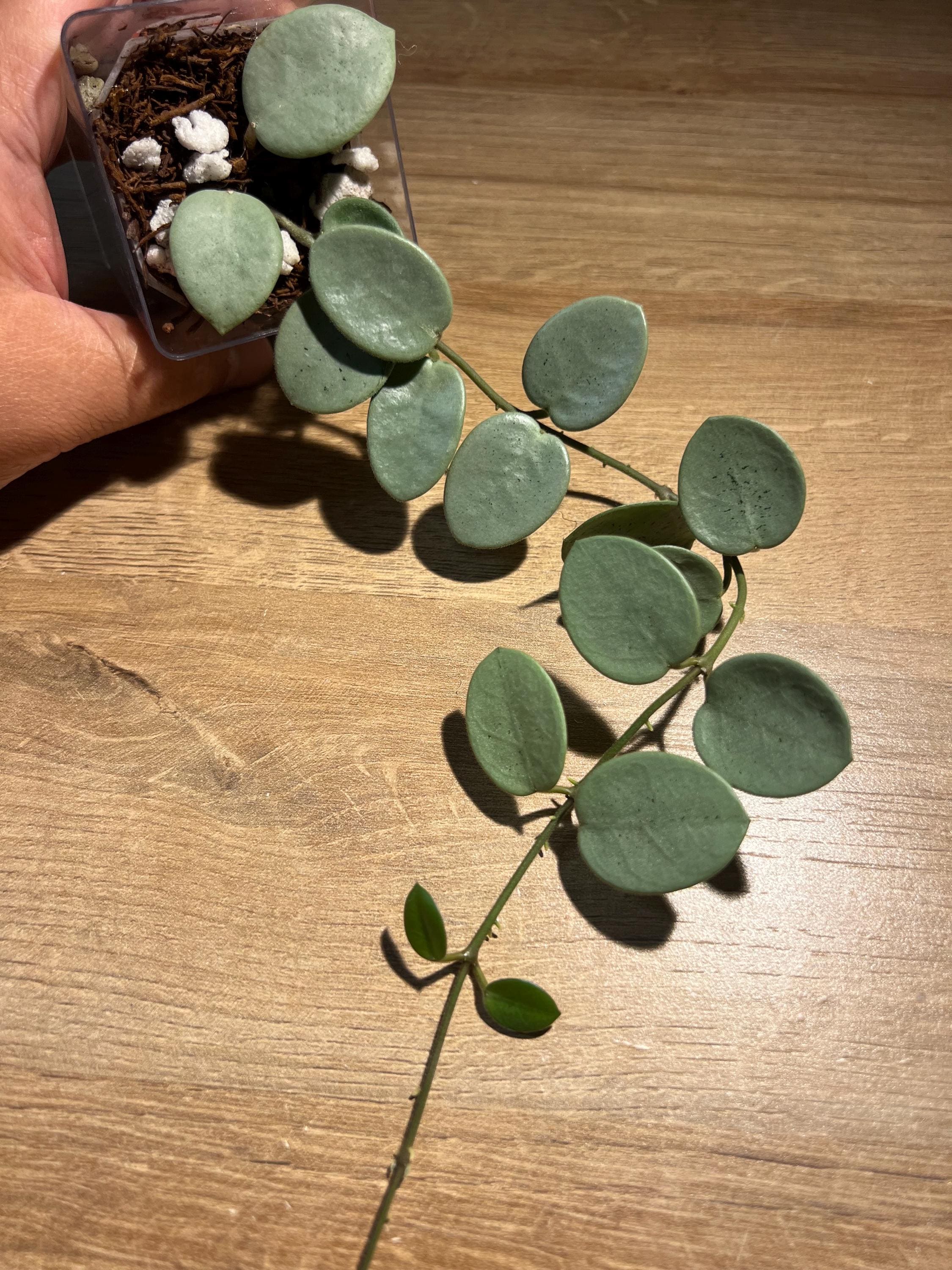 Unrooted Fresh Cutting Mathilde “grey Fairy” - Etsy