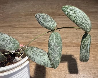 Hoya Latifolia Silver - Exact Plant Rooted - Actively Growing