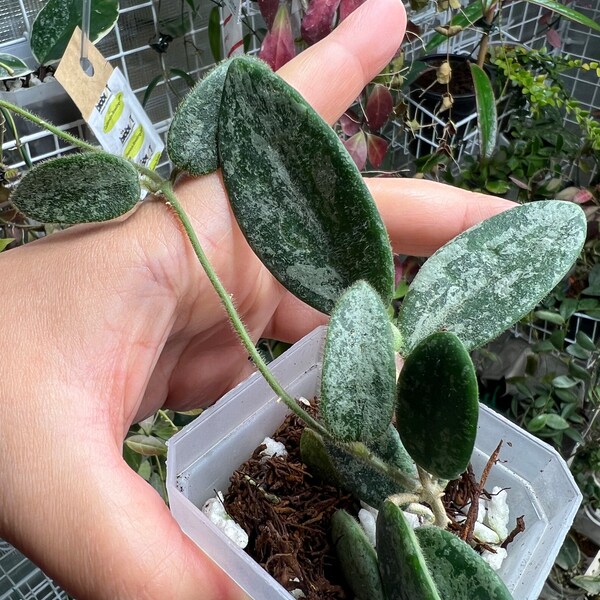 Hoya Thomsonii splash