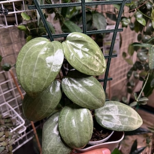 49 ＊ホヤ ＊ Hoya ＊ latifolia ＊ silver leaf Hoya Latifolia Silver – Hoya Cuttings