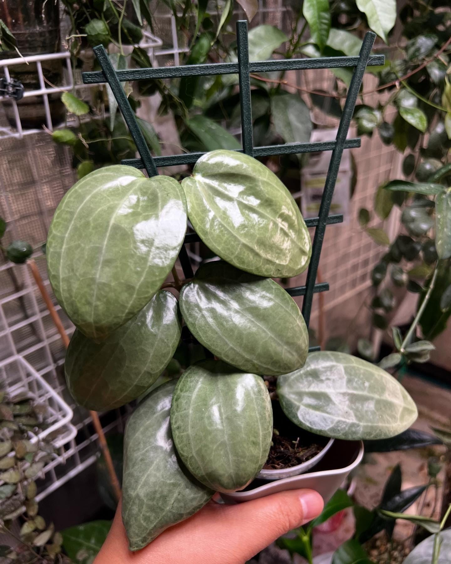 Mi | Hoya Latifolia silver. One of my top favorites from