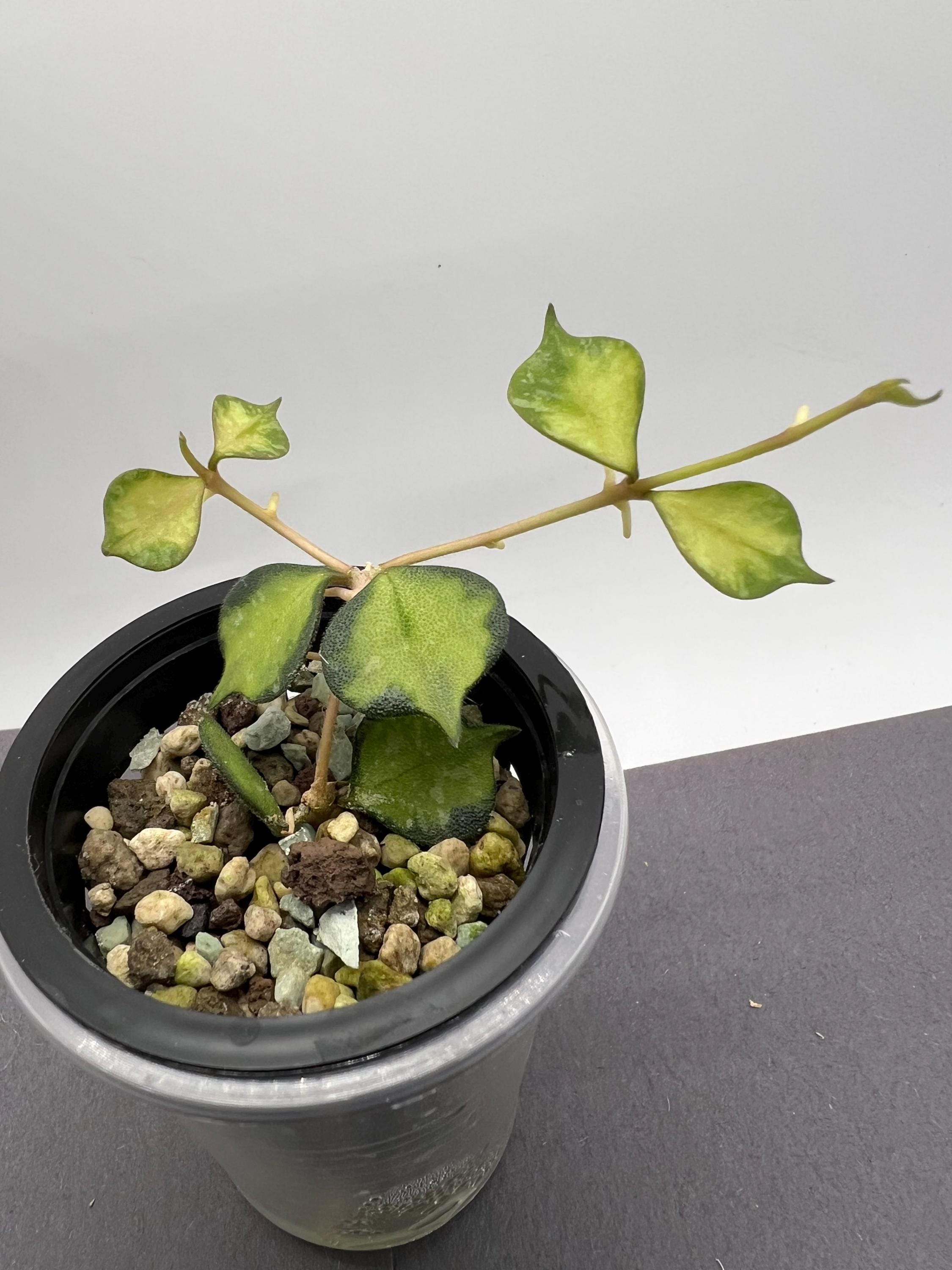 Hoya Curtisii Inner Variegated ( Exact Plant) - Etsy