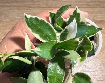 Hoya Curtisii Inner Variegated ( Exact Plant) - Etsy