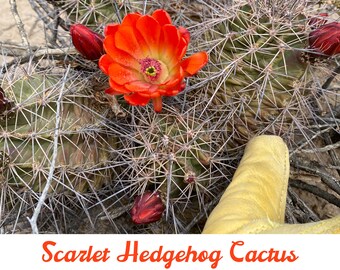 Scarlet Hedgehog/Claret Cup Cactus  - Freshly picked to order! (Live Plant)