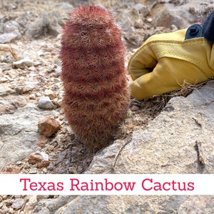 Texas Rainbow Cactus - Live, Whole Plant