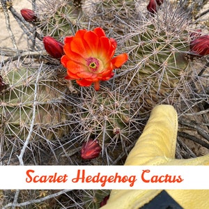 Scarlet Hedgehog/Claret Cup Cactus  - Freshly picked to order! (Live Plant)