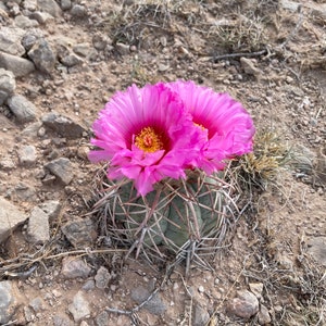 May include: A close-up of a blooming cactus with vibrant pink flowers and yellow centers. The cactus has a round, ribbed body with long, sharp spines. The image is set against a backdrop of dry, rocky terrain.