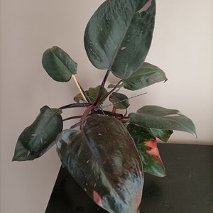 Philodendron pink princess
