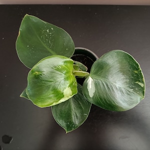 Philodendron weiße Prinzessin