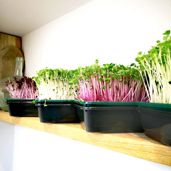 Home Professional Microgreen Kit
