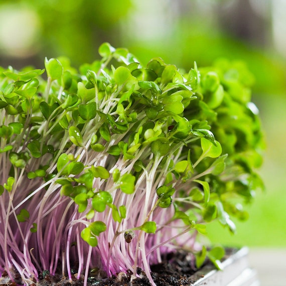 Red Russian Kale Microgreen Seeds – Non-GMO, Heirloom, For Sprouting & Growing, Fresh Seeds In Printed Pack 6 thumbnail image