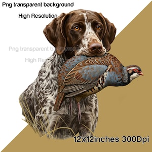 May include: A brown and white German Shorthaired Pointer dog with a brown and grey pheasant in its mouth. The dog is standing in tall grass. The background is a light brown colour. 12x12 inches 300Dpi