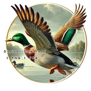 Male Mallard Duck PNG, Flying Duck Sublimation PNG, Mallard Duck Art, Duck Hunting Season PNG, Vintage Duck Hunting