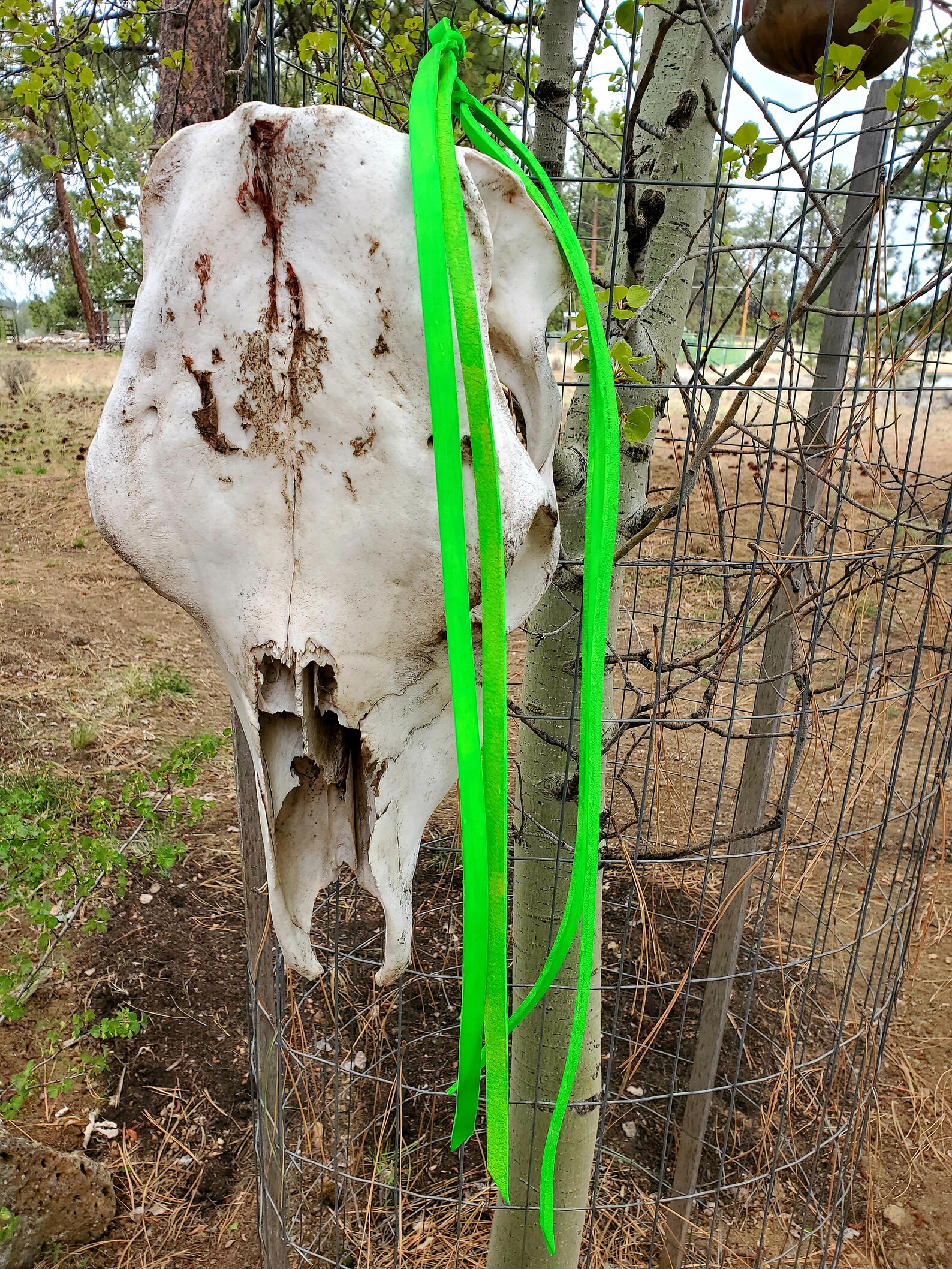 HOT PINK Saddle Strings Leather Tieon Straps Western Tack Etsy