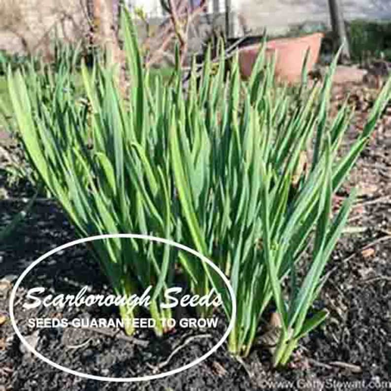 SCARBOROUGH SEEDS Garlic Chives 300 Seeds Non GMO Perennial Etsy