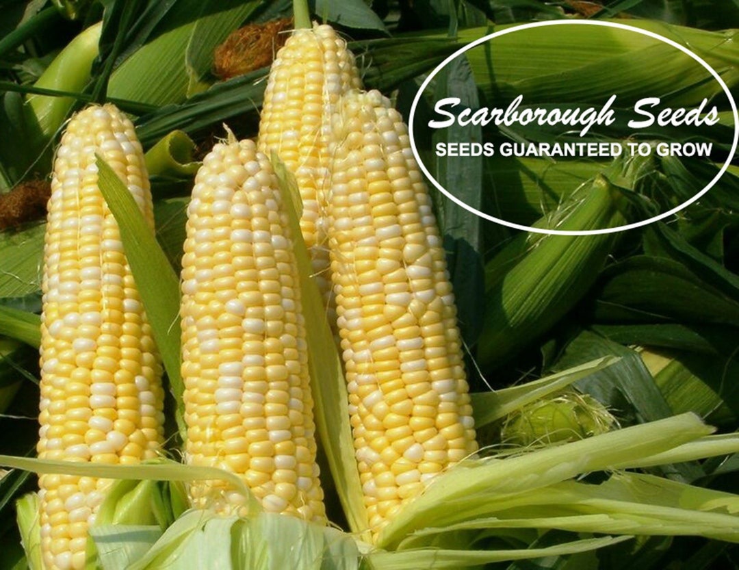 Scarborough Seeds Bicolor Corn peaches and Cream 25 Seeds NONGMO USA