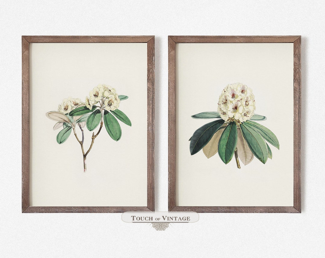Vintage Botanical Print Set, Set of 2 Minimalist Floral Prints, Neutral ...