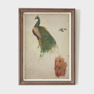 Printable Vintage Painting of a Peacock, Antique Bird Print, Animal ...