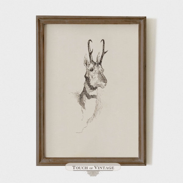 Printable Vintage Southwestern sketch, Pronghorn antelope print, American country decor, rustic ranch wall art, digital download #S014-03