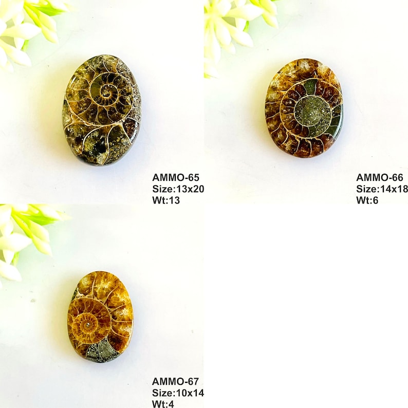 Op de afbeelding: Drie gepolijste, ovale ammonietfossielen met spiraalpatronen in bruin, goud en grijs. Maten in mm, de grootste is 13x20 mm. Gewichten in gram. De fossielen zijn voorzien van codes.