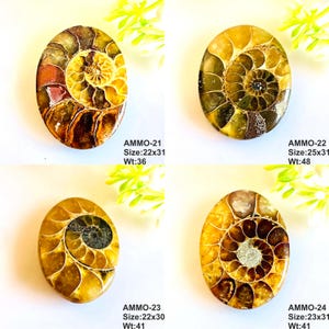 Op de afbeelding: Vier gepolijste ammonietfossielen met spiraalpatronen in bruin-, goud- en beigetinten. De grootste meet 2,5 cm x 3,1 cm. Elk fossiel heeft een unieke grootte en gewicht. De tekst "AMMO" en details over grootte/gewicht zijn zichtbaar.