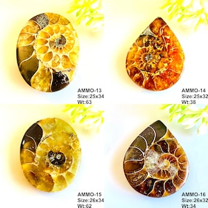 Op de afbeelding: Vier gepolijste ammonietfossielen in bruin-, goud- en amberkleuren worden getoond. Elk fossiel heeft een uniek spiraalpatroon. De tekst "AMMO-13 Size:25x34 Wt:63", "AMMO-14 Size:25x32 Wt:38", "AMMO-15 Size:26x34 Wt:62" en "AMMO-16 Size:26x32 Wt:34" is zichtbaar.